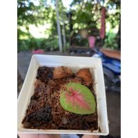 ราคา บอนสีนางไหม บอนนางไหม (13722331158)