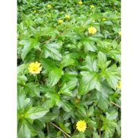 ราคา ต้นพันธุ์ กระดุมทอง เลื้อย ถุงดำ 19บาท กระดุมทองเลื้อย หรือ เบญจมาศเครือ ออกดอกทั้งปี (29139196694)