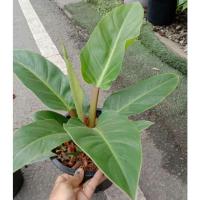 ราคา ต้นเศรษฐีรวยทรัพย์ขนาดกระถาง 8 นิ้ว (10571362793)