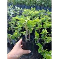 ราคา ต้นหม่อน มัลเบอรี่ ต้นปักชำ (6281927591)