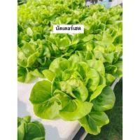 ราคา เมล็ดพันธุ์ ผักสลัด 10 ชนิด บรรจุ 100++ เมล็ด 10แถม1 (43806620238)