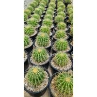 ราคา แคคตัส ถังทอง หนามโหด (8634134543)