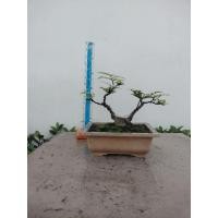 ราคา ต้นโมกไม้กระถางตัดรากตัดต้นอายุมากกว่า10ปี คัดกิ่งเข้าลวดดัดจัดทรงไม้โครงสร้างบอนไซจิ๋ว (41058491690)