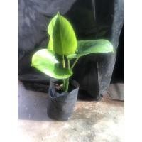 ราคา ต้นพัดโบก โบกสิ่งที่ดีๆเข้าบ้าน เป็นไม้มงคลจ้า ปลูกทั้งในน้ำและบนบกได้นะ (17578489489)