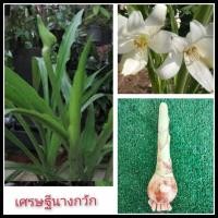 ราคา ว่านเศรษฐนางกวัก1หัวเล็ก(รอบหัว8-12cm)ว่านเศรษฐีกวักทรัพย์ ว่านมหาเศรษฐี หัวว่าน เหง้า ไม้มงคล (16513007139)