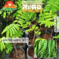 ราคา ต้นสะตอพันธุ์พิเศษ กิ่งพันธุ์ ต้นไม้ ไม้ผล ต้นพันธ์ เมล็ดพันธ์ พันธุ์ไม้ ไม้มงคล ไม้ฟอกอากาศ เมล็ดพันธุ์ สวนเขาหมาก (9305645839)