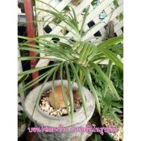 ราคา บอนไซมะพร้าว(ขายต้นในรูปค่ะ) (5258799606)