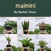 ราคา ต้นไม้มงคล ไม้ฟอกอากาศขนาดเล็ก ตกแต่งบ้าน โต๊ะทำงาน ราคาถูก พร้อมส่ง ฟรีกระถางสีดำ (9350610764)