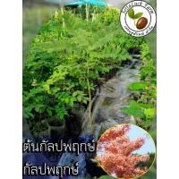 ราคา ต้นกัลปพฤกษ์ กัลปพฤกษ์ ขนาด 20-25 ซม. (8323148724)