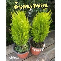 ราคา ต้นสนเลมอน/สนมะนาว/เลมอนไซเปรส กลิ่นหอมๆ สีสวยๆ (25752422463)