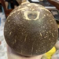 ราคา กะลาตาเดียว มะพร้าวตาเดียว (7605415652)