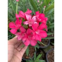 ราคา ยี่โถแคระ Nerium oleander L. ออกดอกเป็นช่อ จัดส่งพร้อมกระถาง 10 นิ้ว ต้นสูง 55-65 ซม.เป็นสายพันธุ์นำเข้าจาก (15761365002)