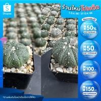 ราคา ลด 50% ใส่โค้ด DET50MARแอสโตรไฟตั้ม แอสทีเรียส กระถาง 2 นิ้ว (22513427823)