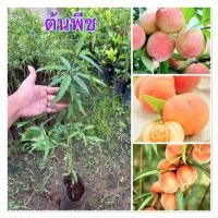 ราคา ต้นพีชหรือลูกท้อ สายพันธุ์แท้100% (1ต้น) (41115149255)