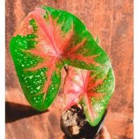 ราคา บอนสีนางไหม นางไหม ราคาถูก (7396998742)