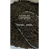 ราคา เมล็ดพันธุ์มะละกอ ต้นเตี้ย ลูกดก ของแท้จากสวนโดยตรง (3822973633)