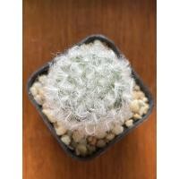 ราคา แมมขนแกะ mammillaria bocasana (11651284029)