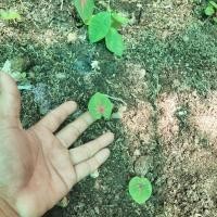 ราคา ช้างเผือกใบบัวต้นอนุบาลนะค่ะ (13139752076)