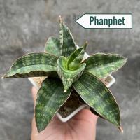 ราคา ต้นลิ้นมังกร Sansevieria Phanphet (54900111042)