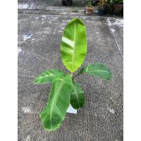 ราคา ต้นกล้วยน้ำว้ามะลิอ่องด่างขาว ต้นที่ส่ง คือ ต้นในรูป (40752862284)