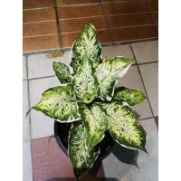 ราคา ต้นเศรษฐีรับเงิน ขนาดกระถาง 10 นิ้ว (4792000414)