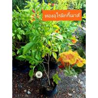 ราคา ต้นทองอุไรมิกกี้เมาส์ ทองอุไร เลี้ยงง่าย โตไว (25090592538)