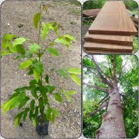 ราคา ต้นตะเคียนทอง ไม้มงคล ไม้เศษฐกิจ ไม้เนื้อแข็งราคาแพง (สูง 70-90cm) (43951860884)