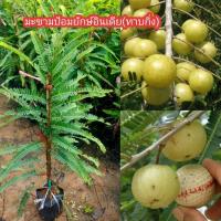 ราคา มะขามป้อมยักษ์อินเดีย(ทาบกิ่ง)สายพันธุ์แท้% ต้นเตี้ย ต้นสูงเต็มที่ระหว่าง 3-5 เมตร (25066805176)