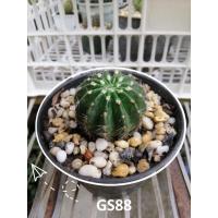 ราคา อิชินอปแองเจิล,ขนาด3นิ้ว.(ดอกสีชมพู) (9936469583)