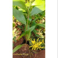 ราคา กระถินเทพาต้นกล้า35ซม(1ชุด5ต้น) (4400774877)