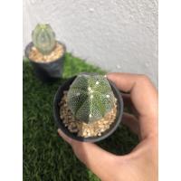 ราคา Astrophytum แอสโตร 5พูกระบองเพชร แคคตัส cactus (9114776836)