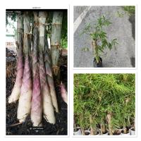 ราคา ไผ่รวกหวาน ไผ่รวกหวานภูกระดึง ทานหน่อสด หวานกรอบ เหมือนยอดมะพร้าว 60-70cm (41705471093)