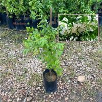 ราคา โมกพวง ต้นโมกพวง ไม้พุ่มเตี้ยขนาดเล็ก มีดอกสวย ปลูกประดับทำรั่วได้ (รับประกัน ส่งใหม่ฟรี หากสินค้าเเสียหาย!!) (24408175431)