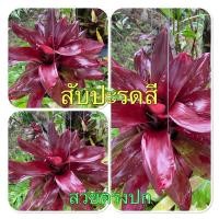 ราคา สับปะรดสี นีโอ ถูกๆ✅สวย ทนแดด (18710787689)