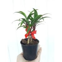 ราคา ต้นเทียนมหาลาภ ไม้มงคลเรียกทรัพย์ (6465896856)