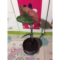 ราคา บอนสีนางไหม/นางไหมบอนสีสวยๆส่งยกกระถางขนาดกระถาง6นิ้ว (5997744394)