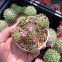 ราคา แมมขนนกเหลืองพอต / ดอกชมพู ดอกขาว ไม้เพาะเมล็ด (23941748196)