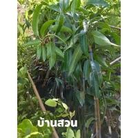 ราคา ต้นมะม่วงผิงกัวเหวิน เสียบยอด (13763982658)