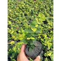 ราคา ต้นตีนตุ๊กแก ถุงเบอร์2 (18322889737)