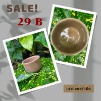 ราคา กระถางต้นไม้ กระถางต้นไม้มือสอง กระถางต้นไม้ลายจุด (28324138601)