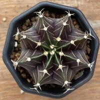 ราคา ยิมโน มิฮาโน ไม้เมล็ด ผิวม่วง พร้อมส่ง (gymnocalycium) (4955559600)