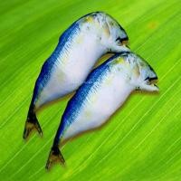 ราคา หมอนปลาทูหน้างอคอหัก ขนาด 100ซม หมอนสุขภาพ หมอนพิมพ์ลาย หมอนใยสังเคราะห์ (8396219287)