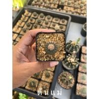 ราคา แคคตัส เฟรเลีย เฟโอดิสก้า Frailea Phaeodisca กระบองเพชร เฟเรีย แคคตัส (6386917395)