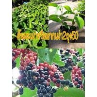 ราคา ต้นมะเม่าหรือหมากเม่า 2ถุง39(รับประกันสินค้าชำรุดเคลมฟรี) (13985961834)