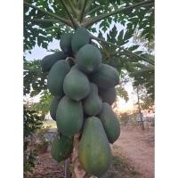 ราคา ผลมะละกอ มะละกอดิบ ลูกมะละกอ มะละกอตำส้มตำ (26773381716)