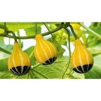 ราคา #ฟักทองหลอดไฟ(หลอดไฟ) หรือฟักทองนีออน หน้าตาหน้ารัก หอม อ (26627131064)