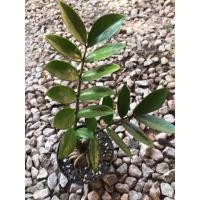 ราคา กวักมรกต ไม้มงคลไม้ฟอกอากาศ (20971354649)