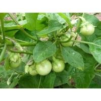 ราคา เมล็ดพันธุ์ มะเขือตอแหล มะเขือเปราะ 250 เมล็ด ปลูกง่าย โตเร็ว[10 แถม 1 คละได้] (24302947846)