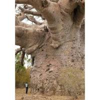 ราคา เมล็ด ต้นไม้ยักษ์ เบาบับดิจิทาทา - Adansonia digitata baobab (136085813)