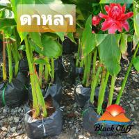 ราคา ต้นดาหลา ดาหลา เป็นกอ ไม้สวย ดอกสีแดงสวย สามารถประดับแจกัน อาหาร ปลูกริมรั้ว ทรงพุ่มสวย รับประกันสินค้า (9869716579)